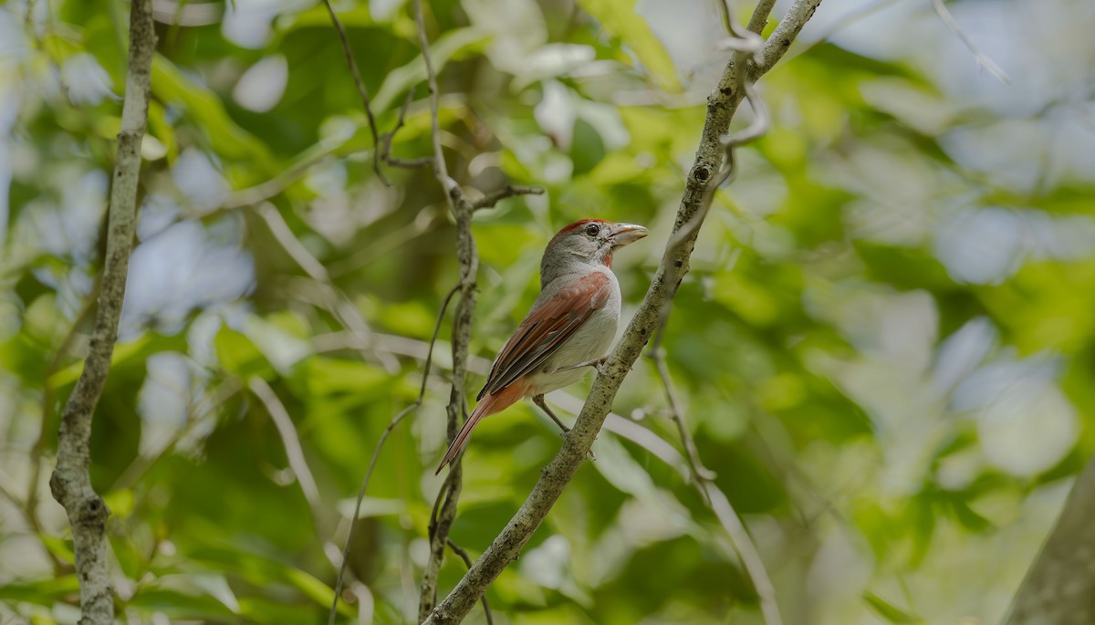 Rose-throated Tanager - ML636357291