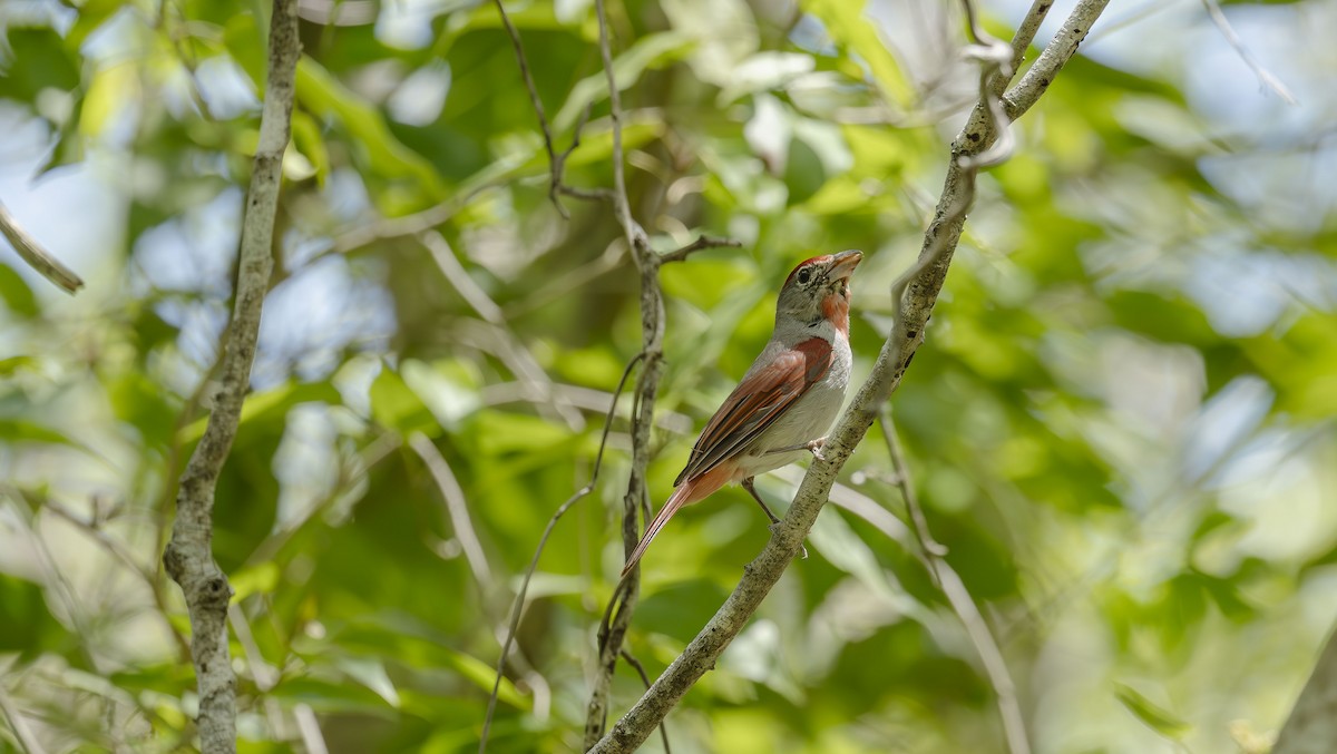 Rose-throated Tanager - ML636357292