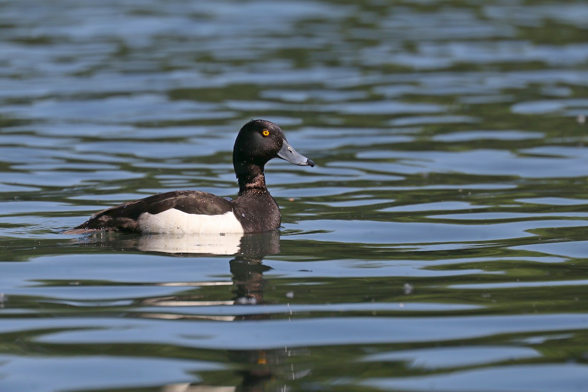 Гэзэгт шумбуур - ML636357311