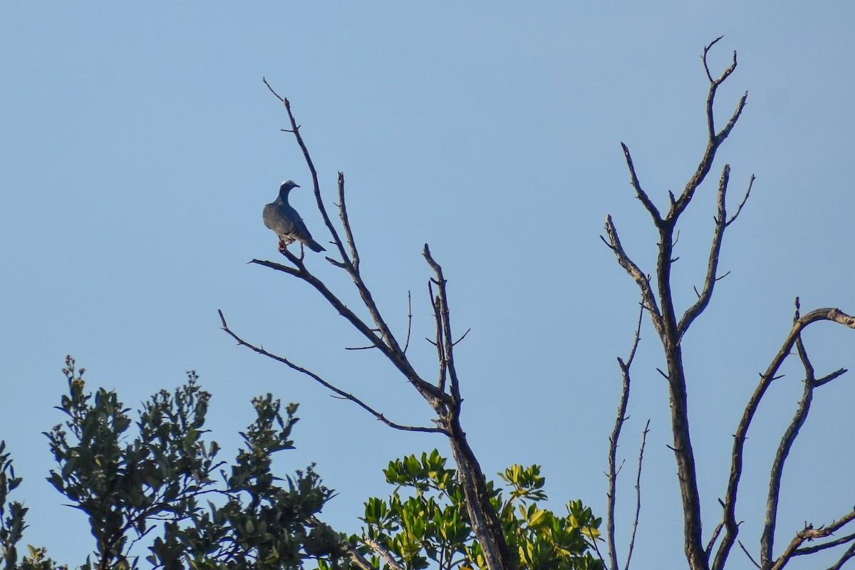 White-crowned Pigeon - ML636357314