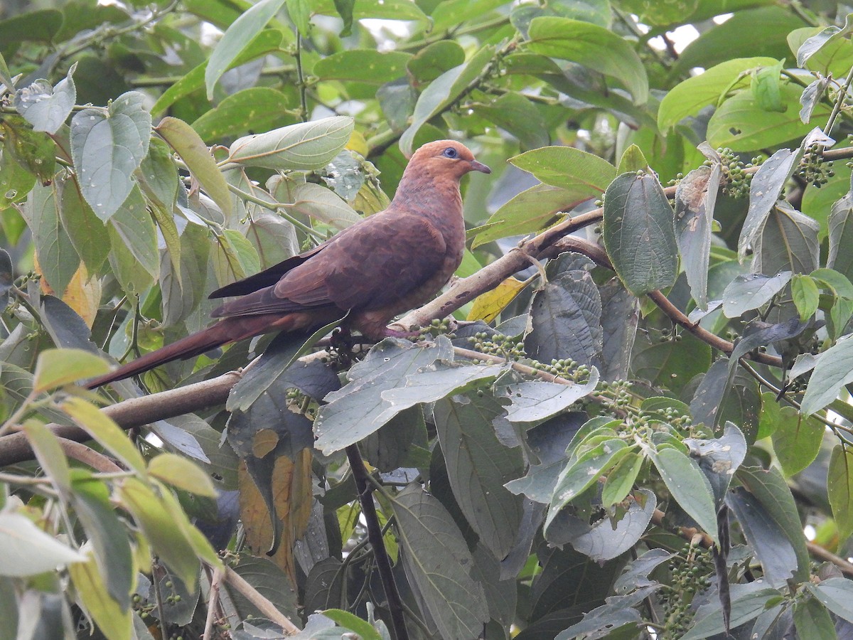 Little Cuckoo-Dove - ML636357341