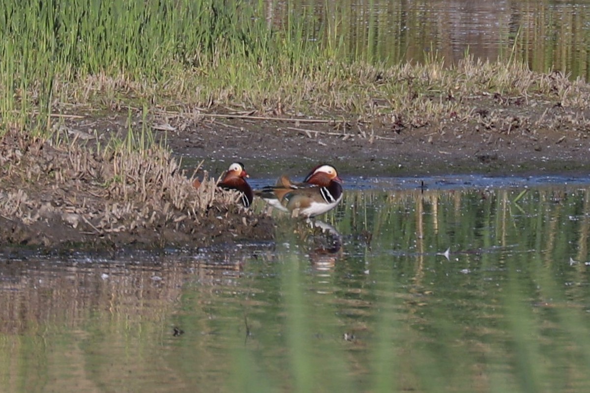 Мандир уранхажин - ML636357344