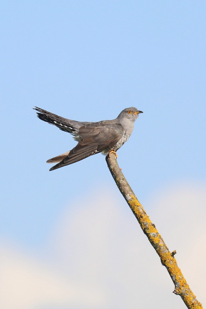 Эгэл хөхөө - ML636357385