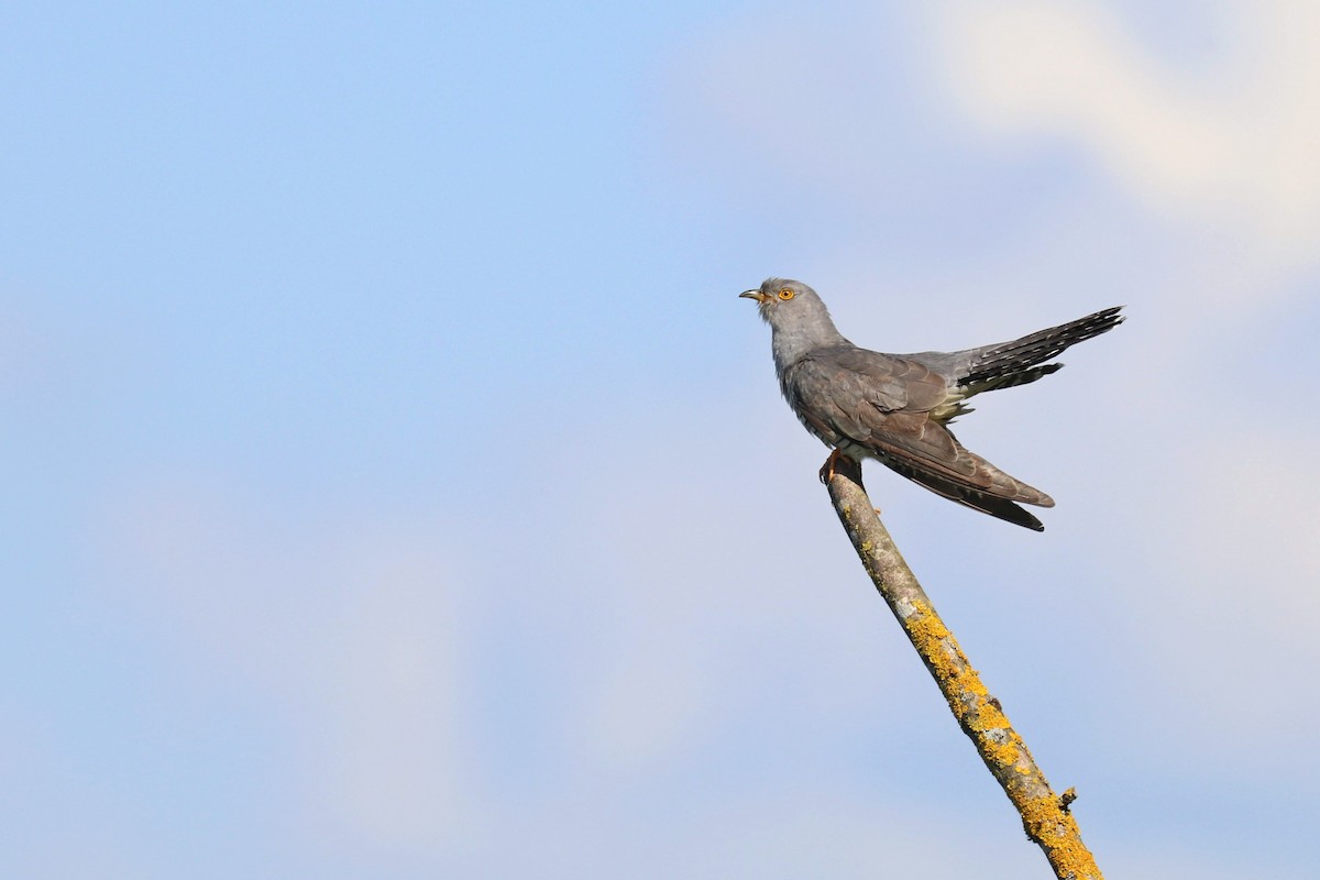 Эгэл хөхөө - ML636357386