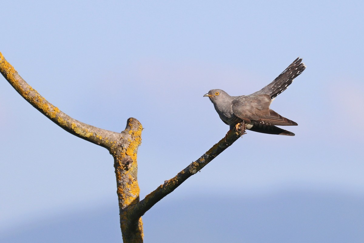 Эгэл хөхөө - ML636357387