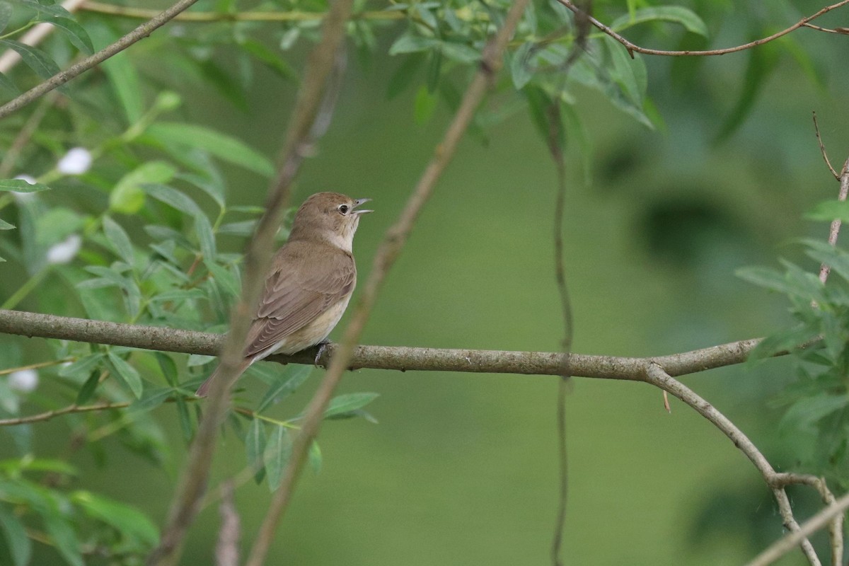 Бутны зэржгэнэ - ML636357400