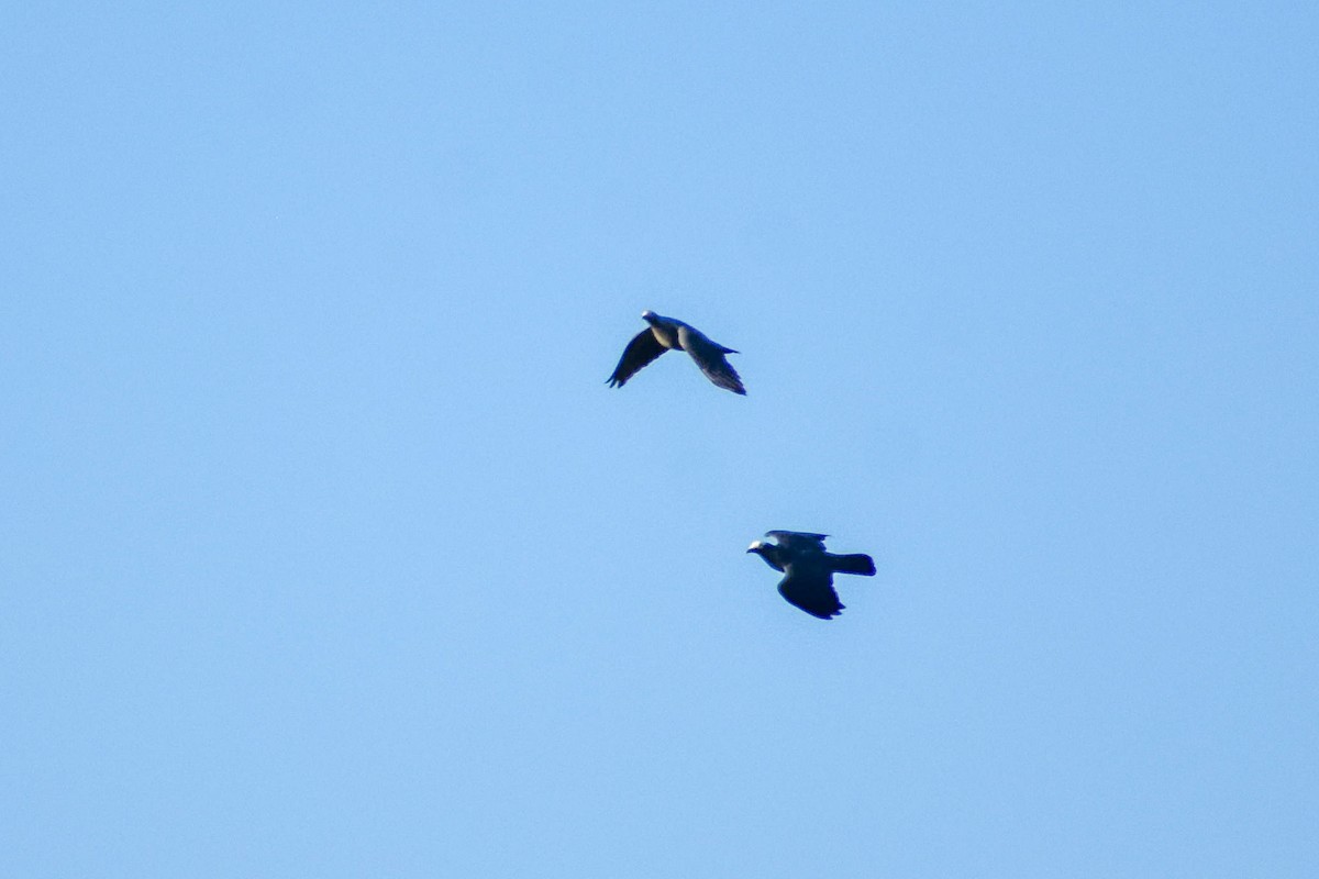 White-crowned Pigeon - ML636357405