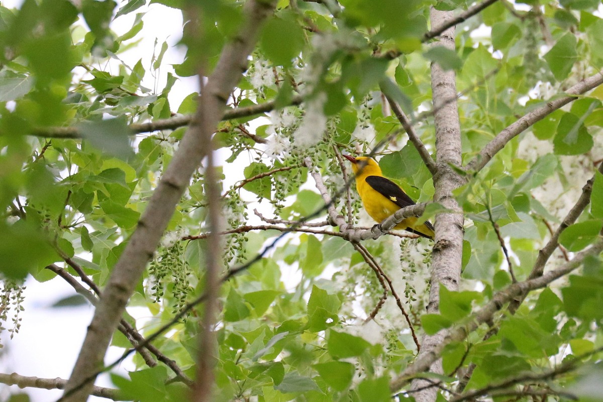 Эгэл шаргач - ML636357409