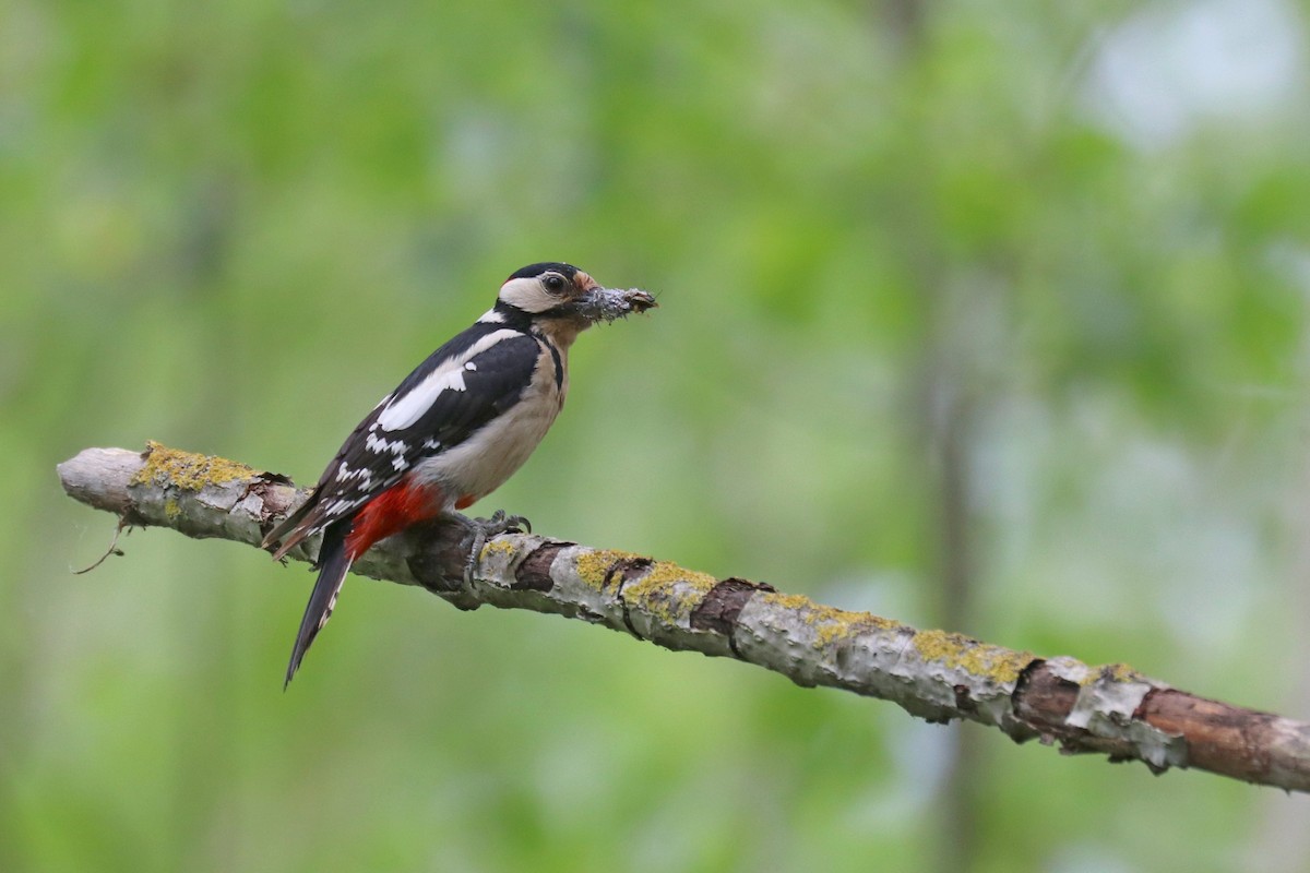 Алаг тоншуул - ML636357418