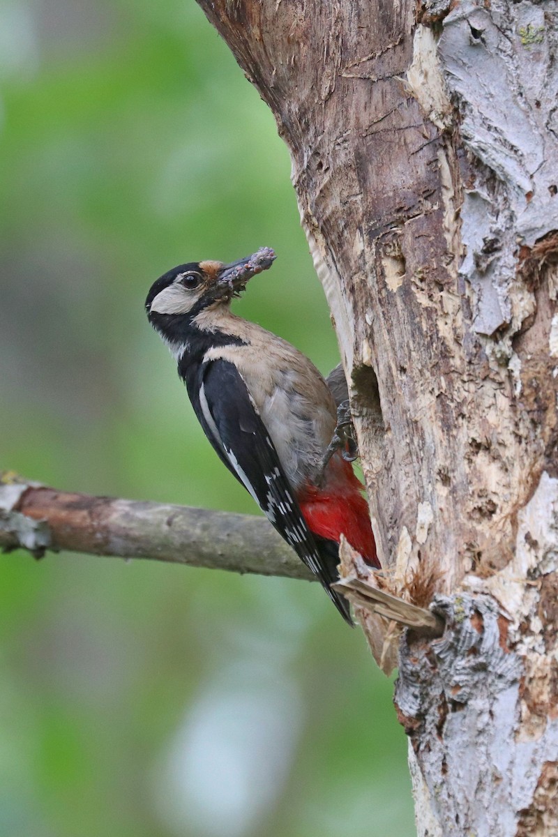 Алаг тоншуул - ML636357419