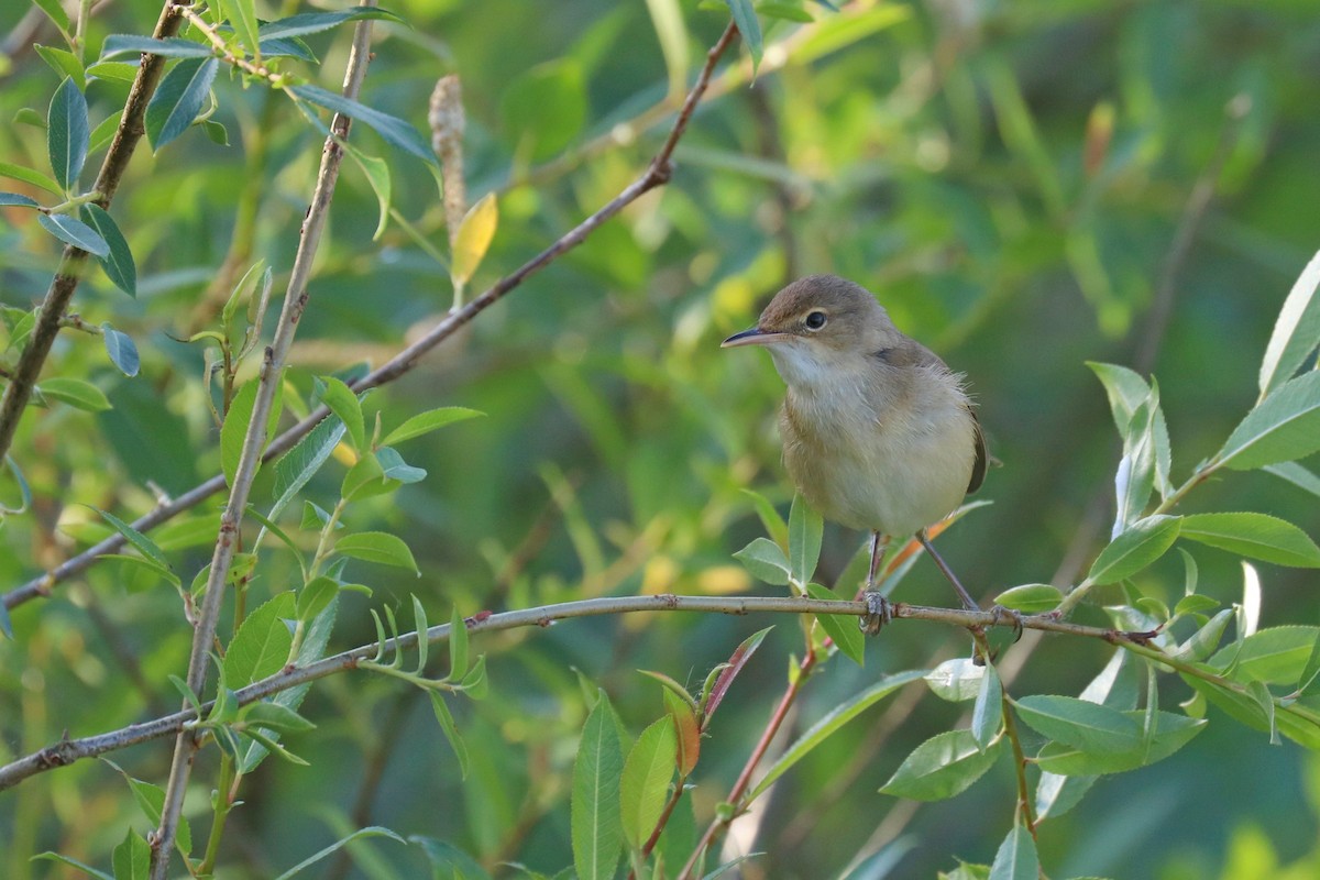 Common Reed Warbler - ML636357430