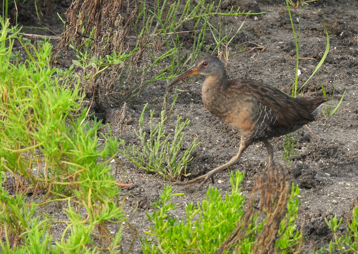 Clapper Rail - ML636357491