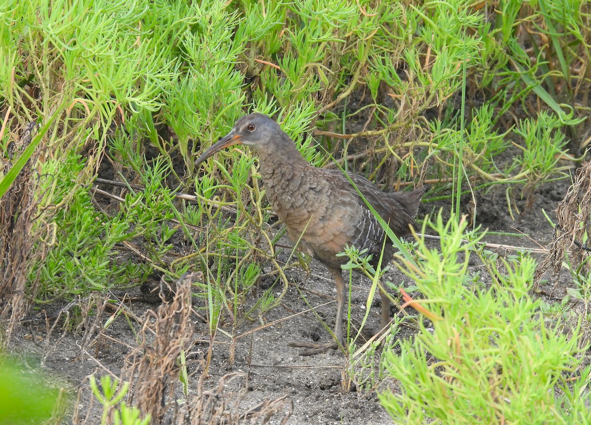 Clapper Rail - ML636357492