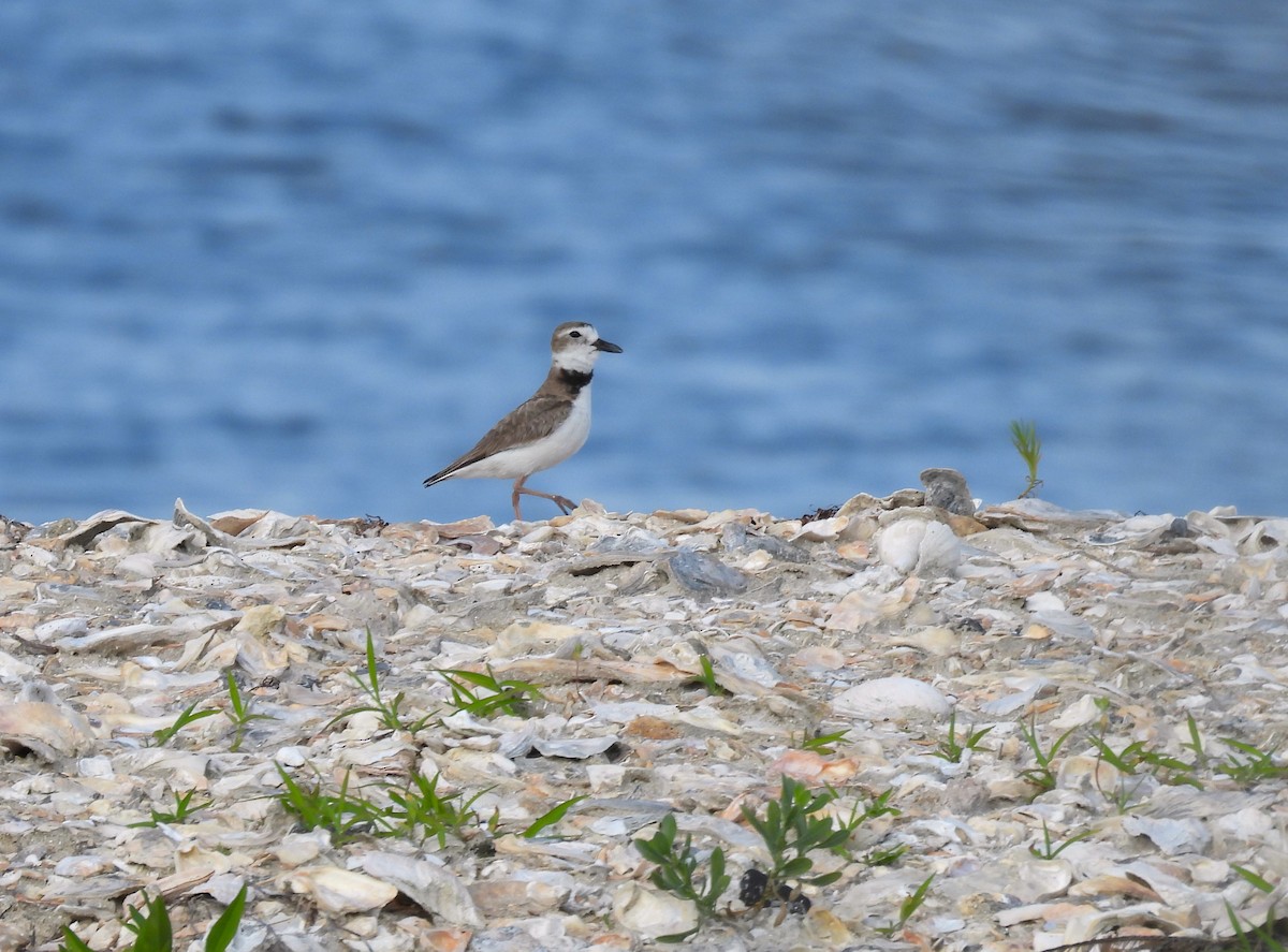 Wilson's Plover - ML636357518