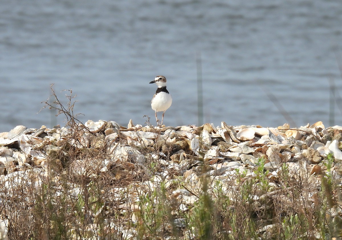 Wilson's Plover - ML636357519