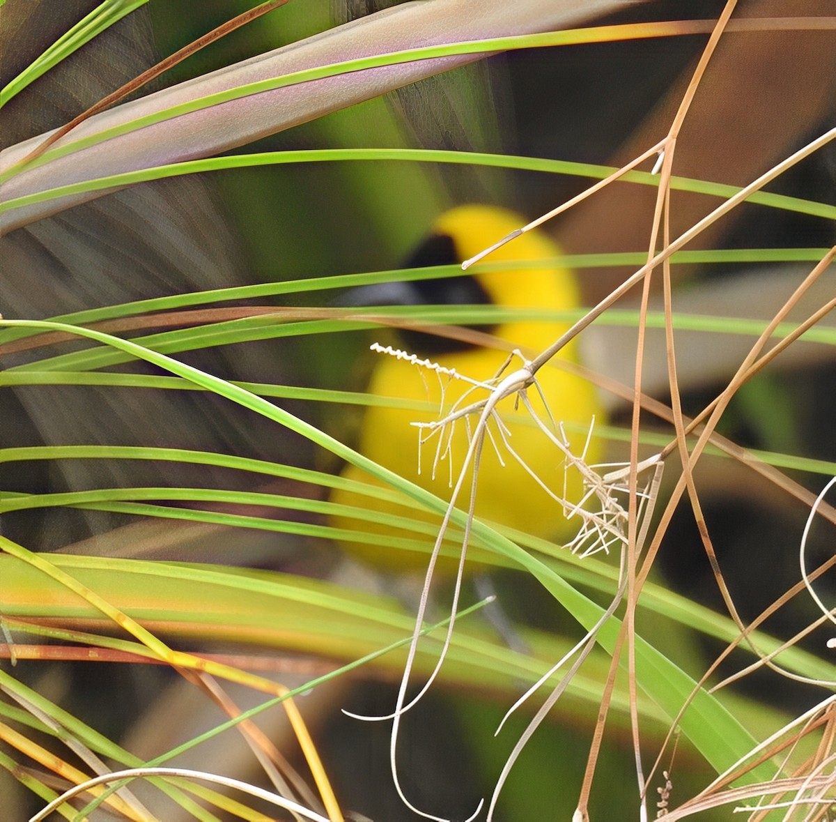 Slender-billed Weaver - ML636357552