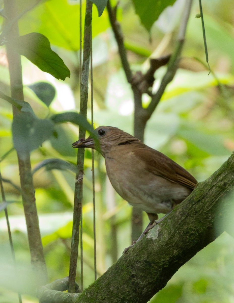 Cocoa Thrush - ML636357580