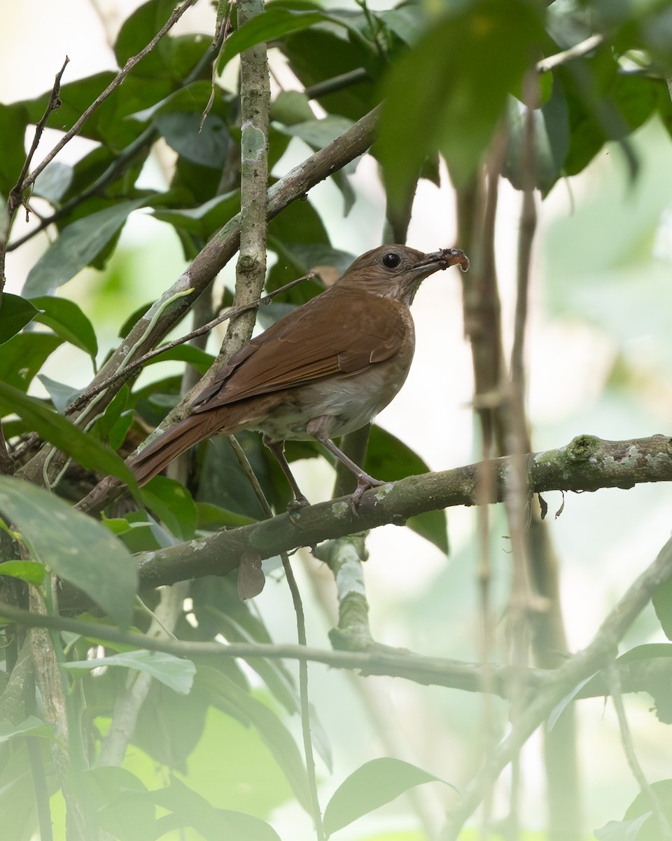 Cocoa Thrush - ML636357581