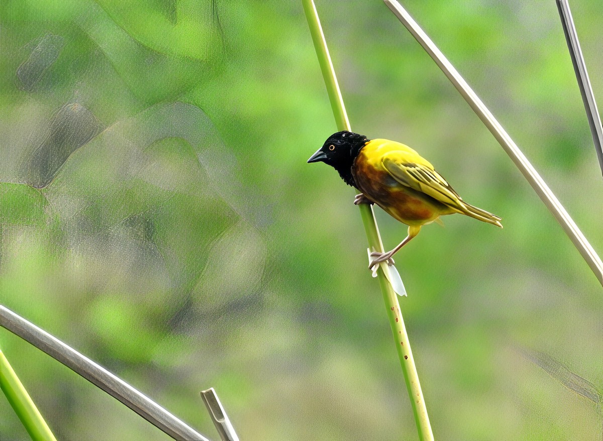 Golden-backed Weaver - ML636357720