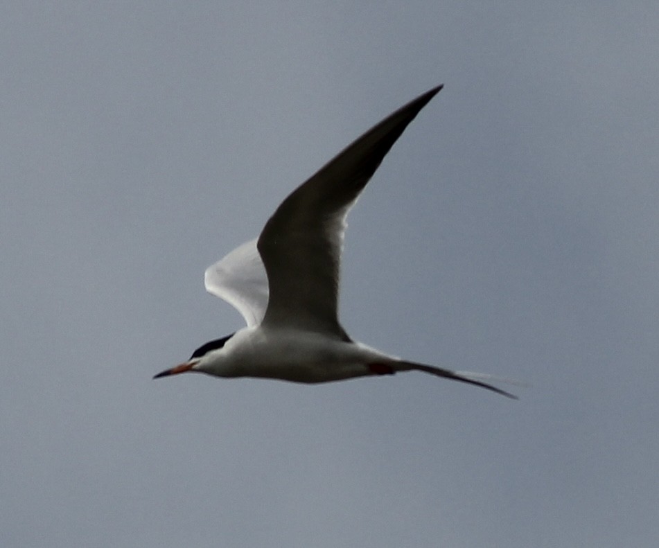 Forster's Tern - ML636357828