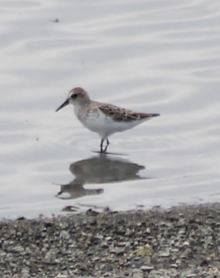 Semipalmated Sandpiper - ML636357840