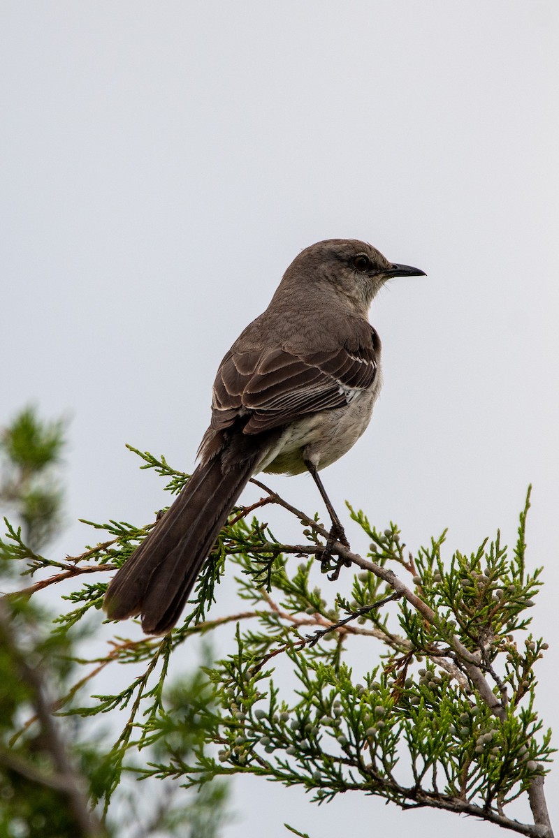 drozdec mnohohlasý - ML636358137