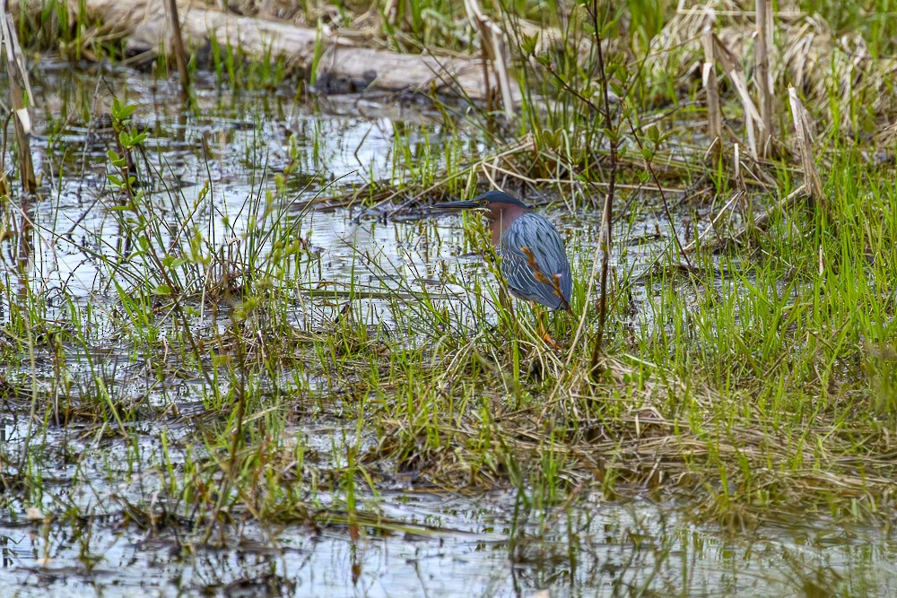 Green Heron - ML636358297