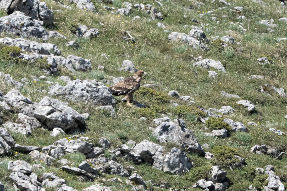 Águila Imperial Oriental - ML636358351