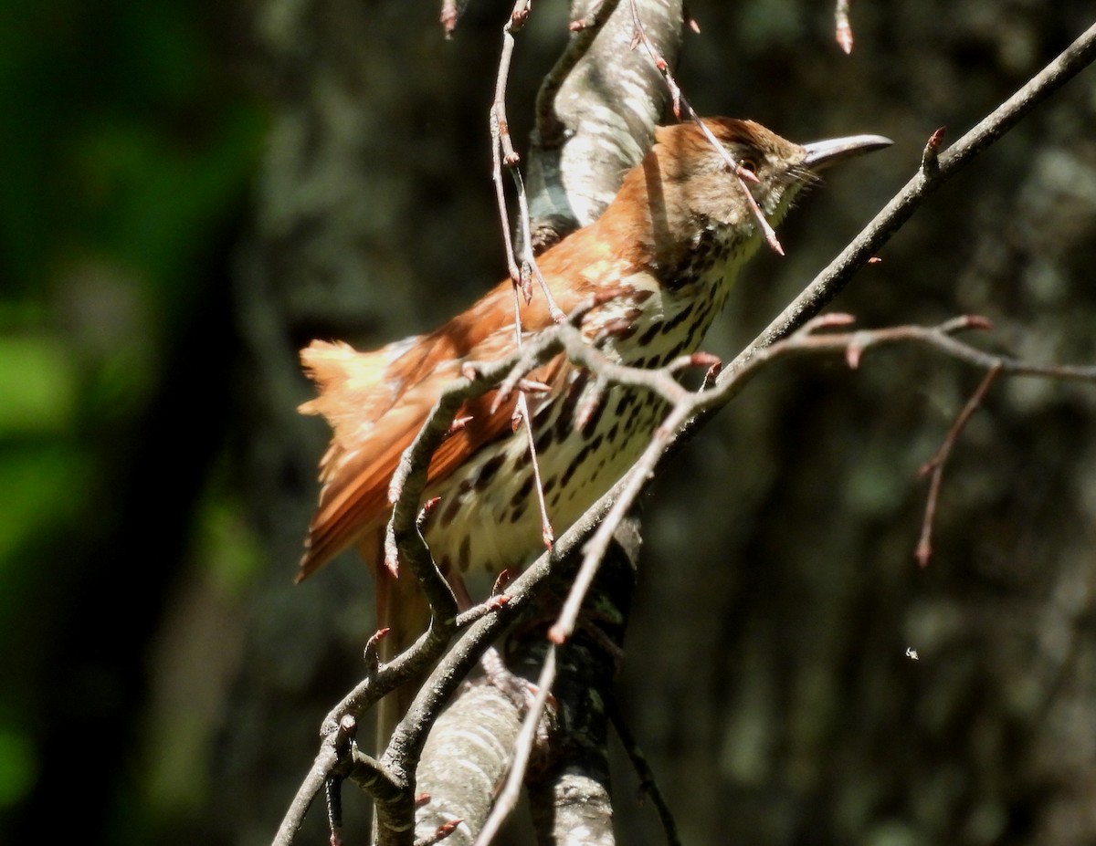 Brown Thrasher - ML636358409