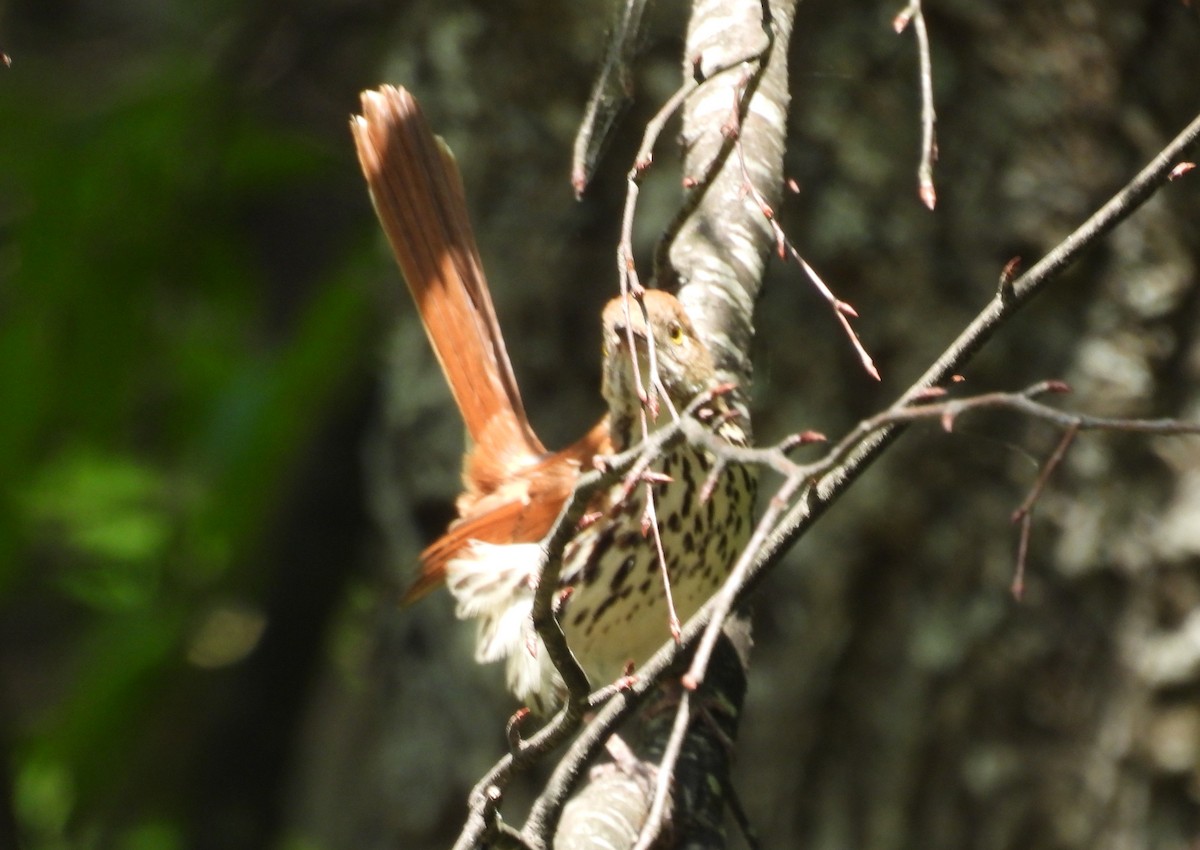 Brown Thrasher - ML636358410