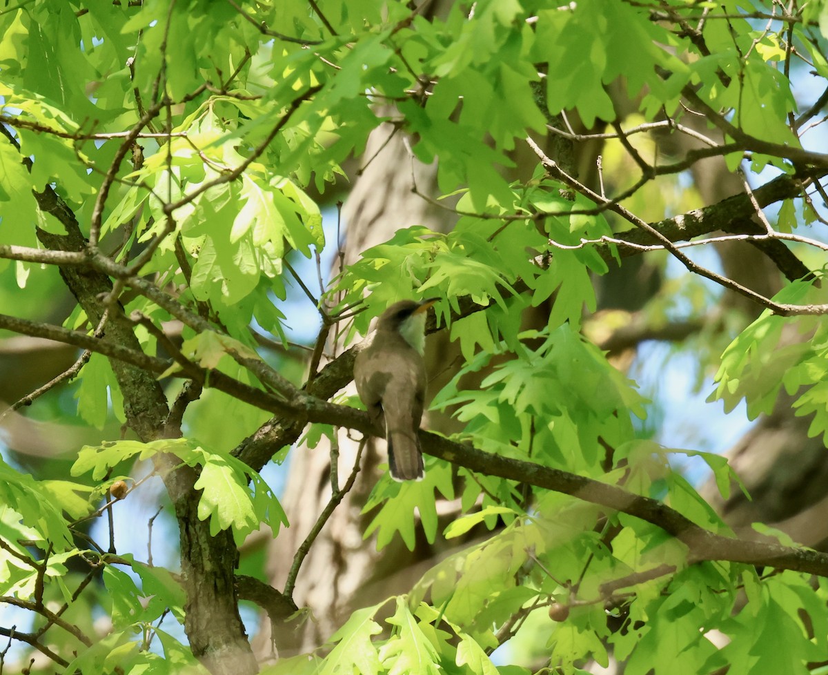 Yellow-billed Cuckoo - ML636358500