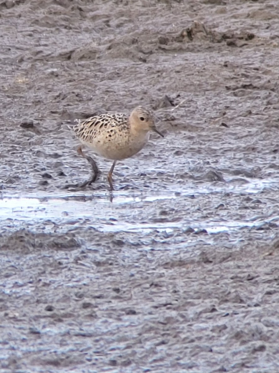 jespák plavý - ML636358640