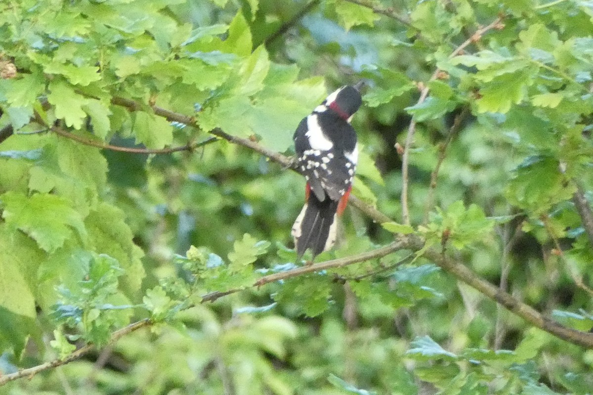 Great Spotted Woodpecker - ML636358648