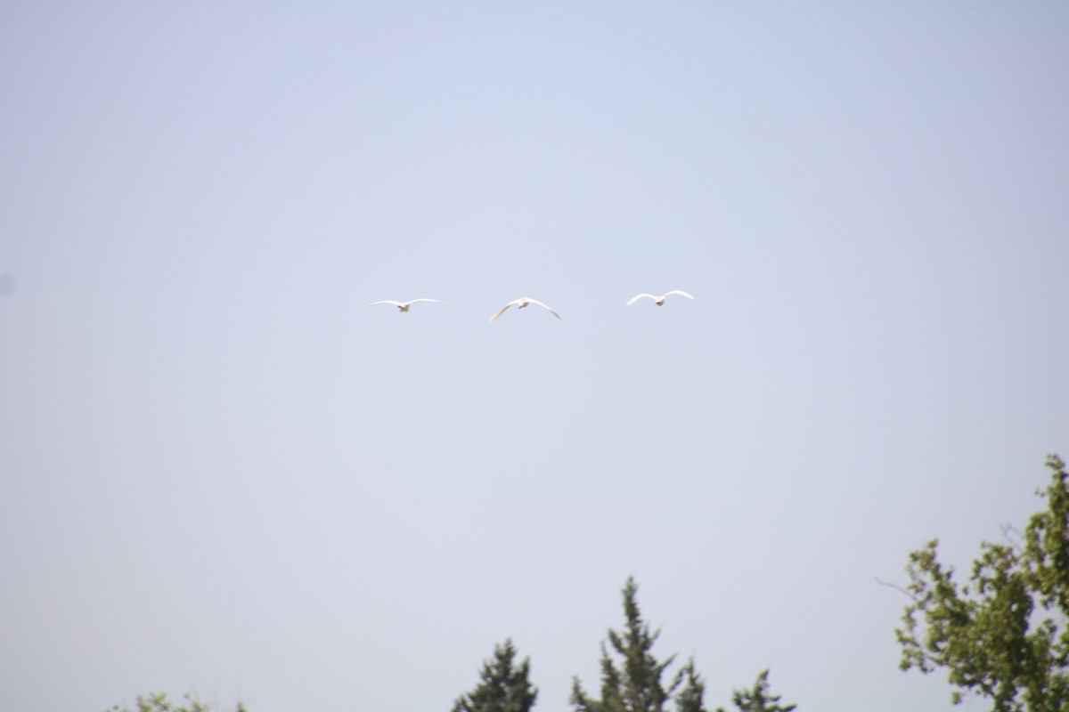 Western Cattle-Egret - ML636358790