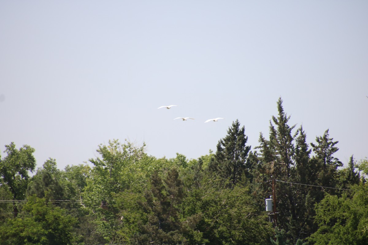 Western Cattle-Egret - ML636358811