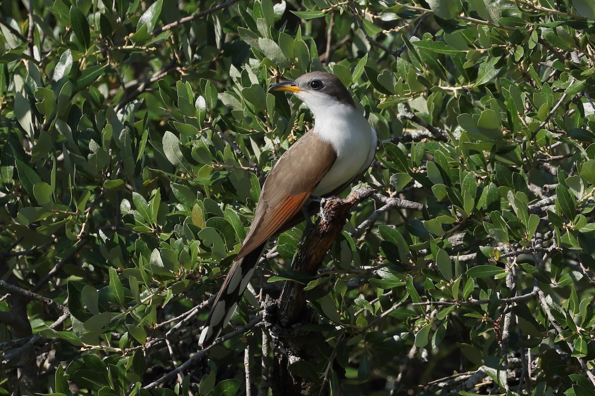 Yellow-billed Cuckoo - ML636358856