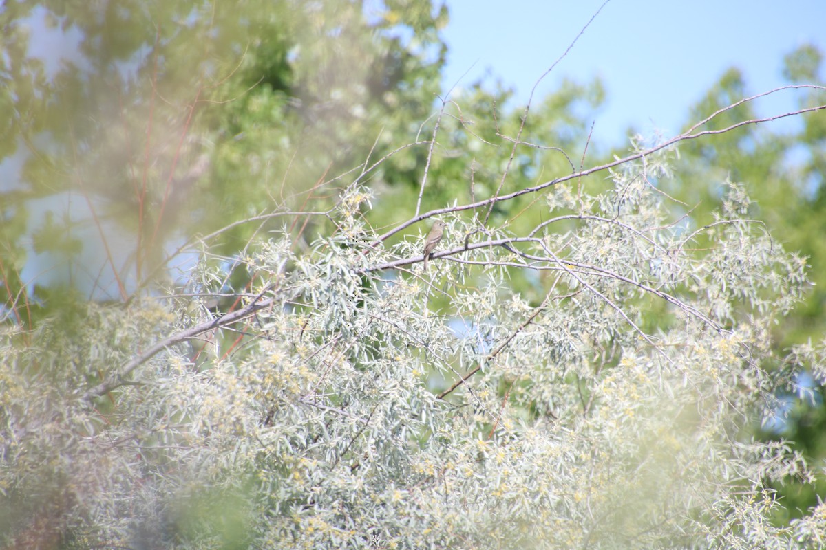 Willow Flycatcher - ML636358857