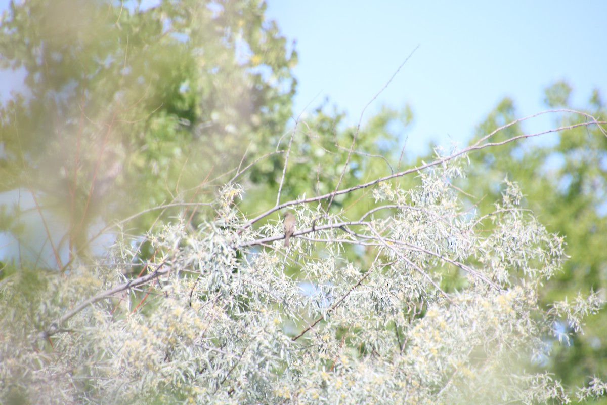 Willow Flycatcher - ML636358872
