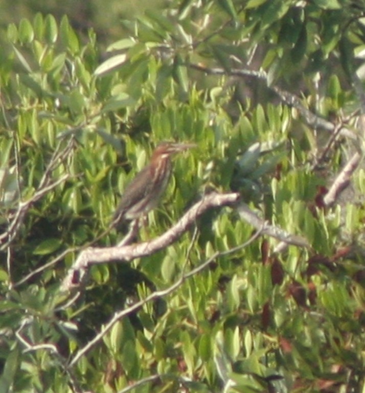 Koartzatxo berdea - ML636358965
