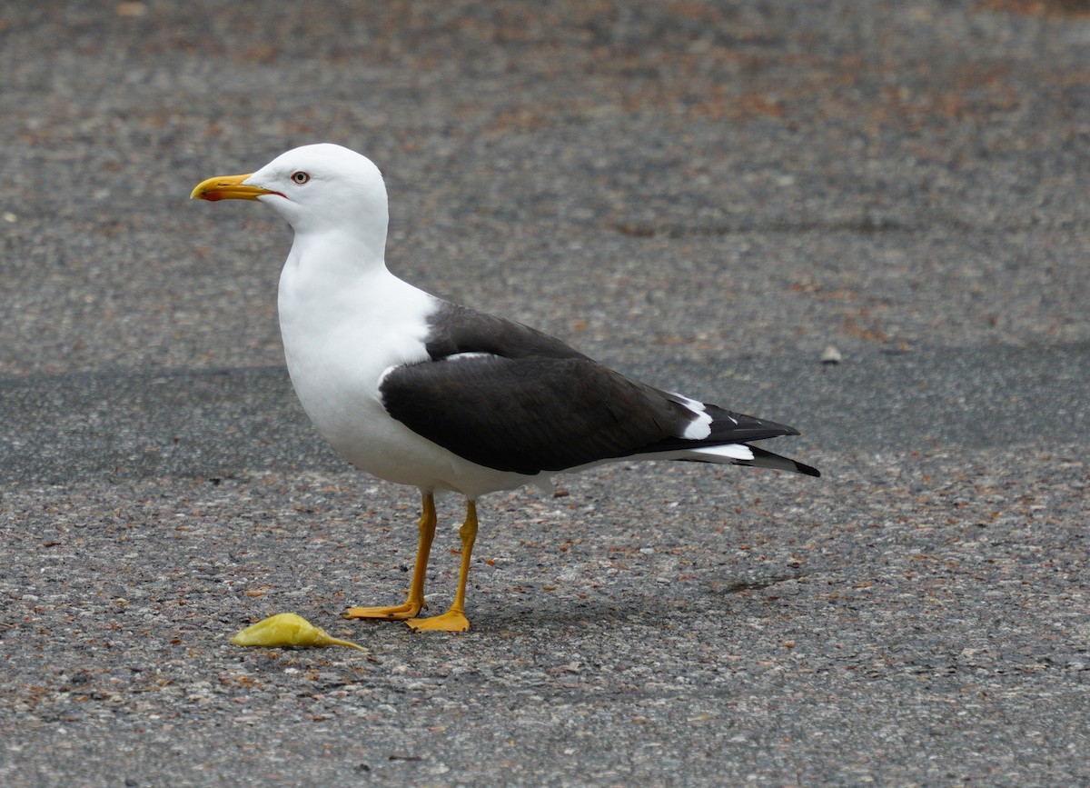 Great Black-backed Gull - ML636358979