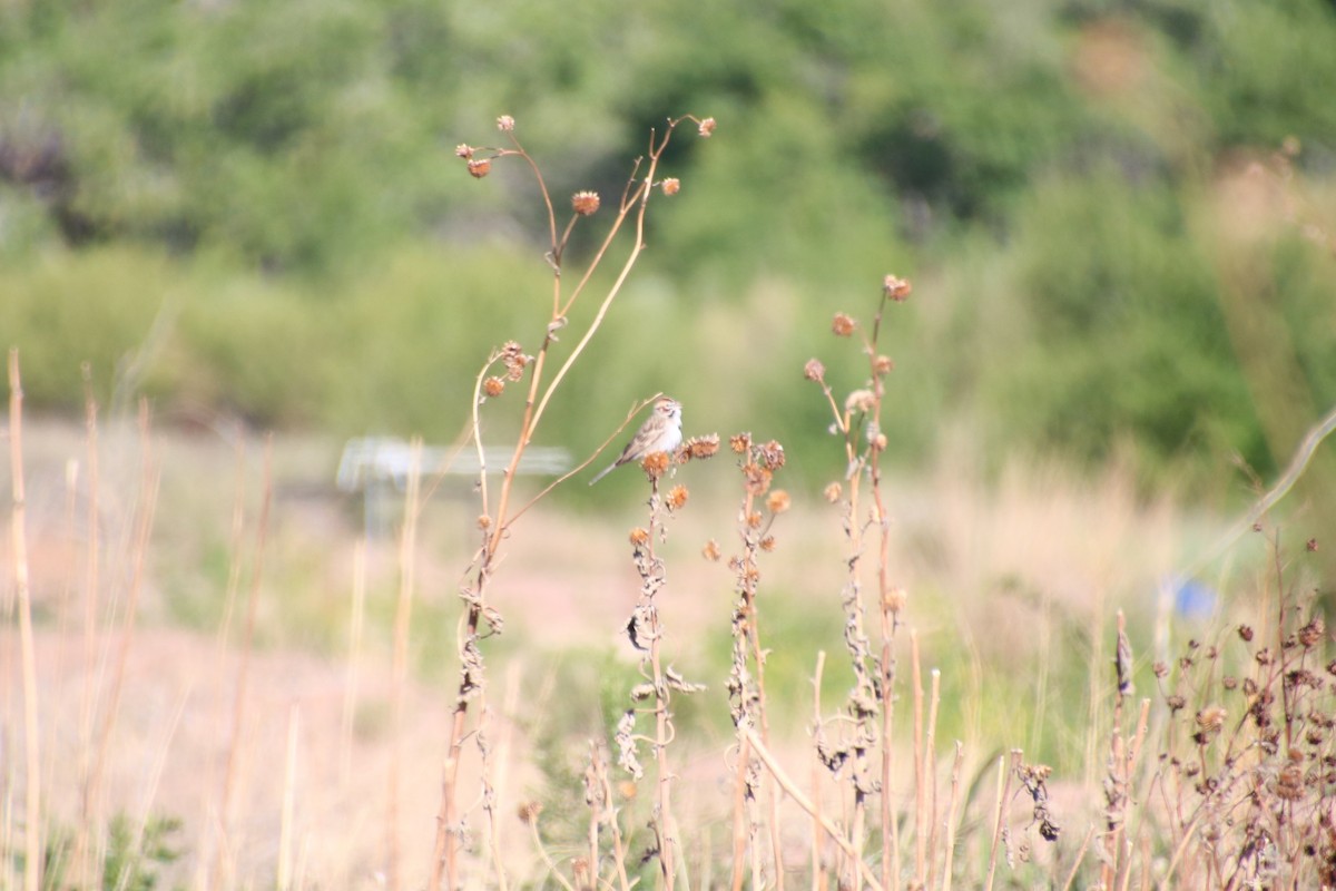 Lark Sparrow - ML636358981