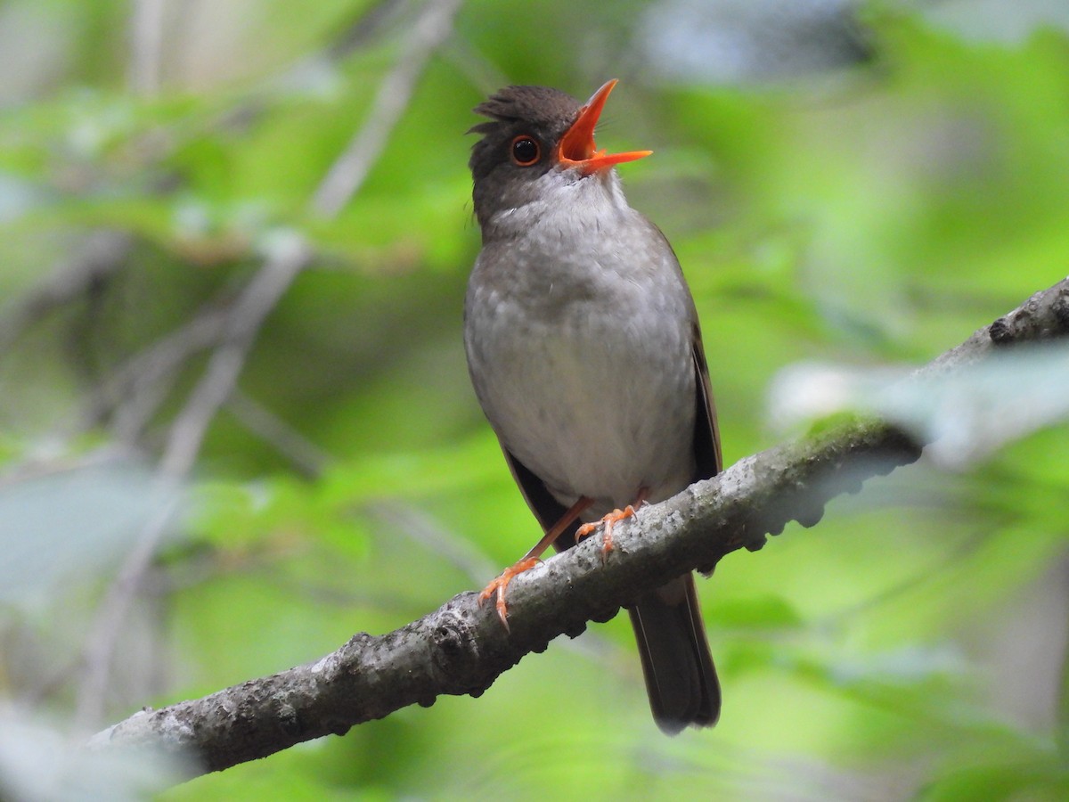 Black-headed Nightingale-Thrush - ML636359054