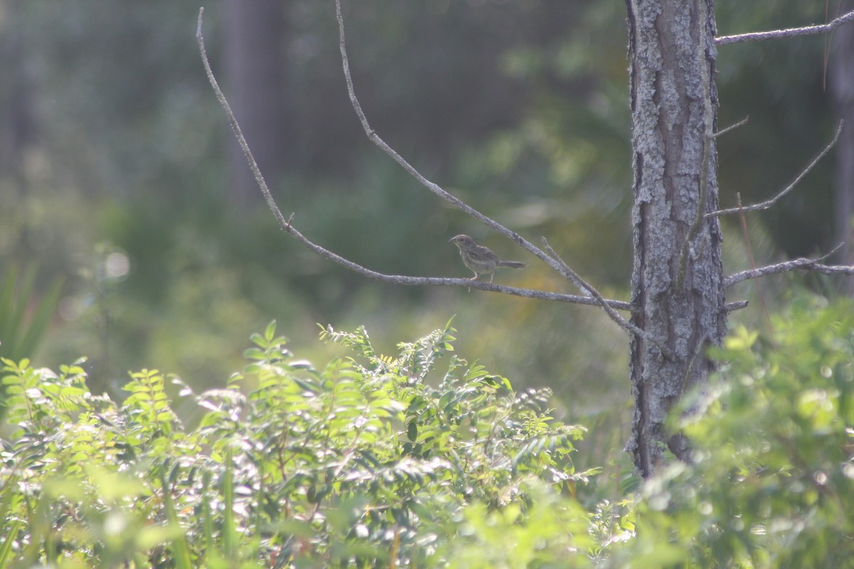 Bachman's Sparrow - ML636359065