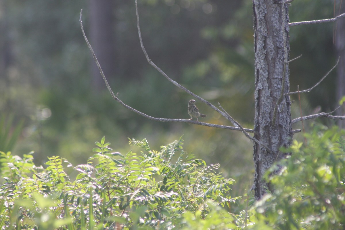Bachman's Sparrow - ML636359066