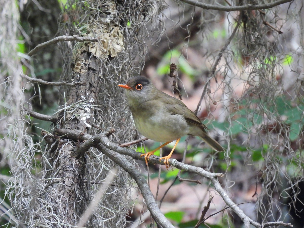 Black-headed Nightingale-Thrush - ML636359152