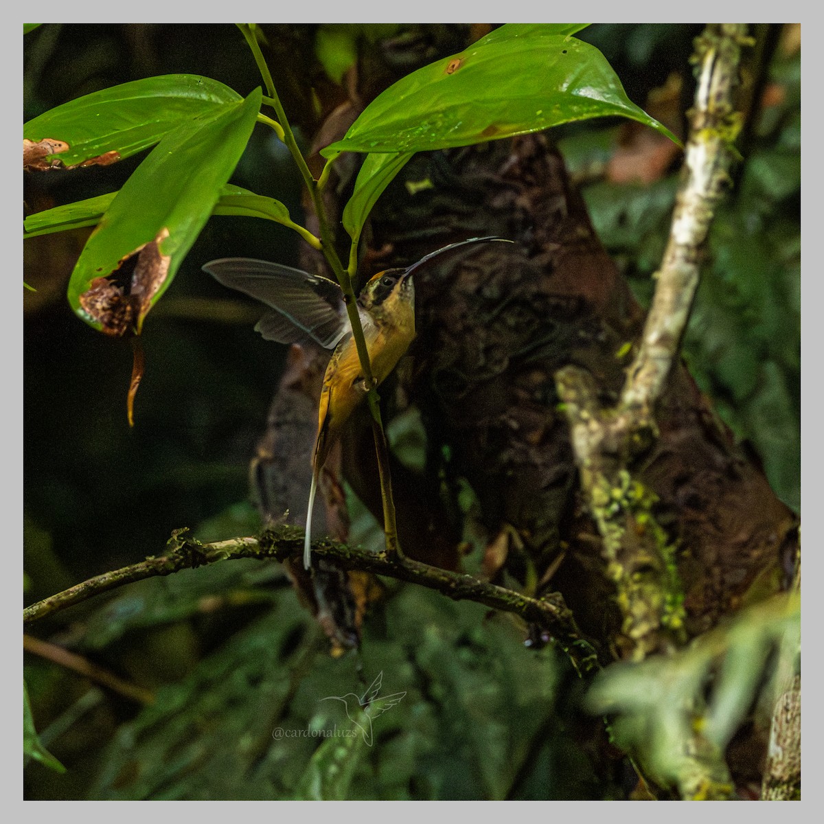 Tawny-bellied Hermit - ML636359168