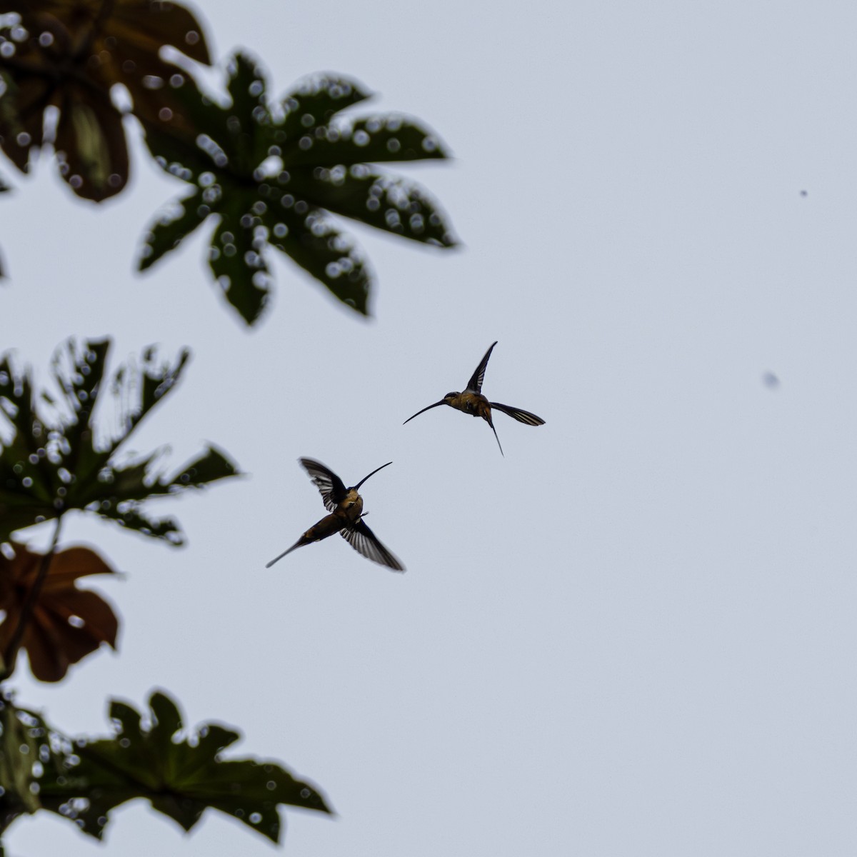 Tawny-bellied Hermit - ML636359222
