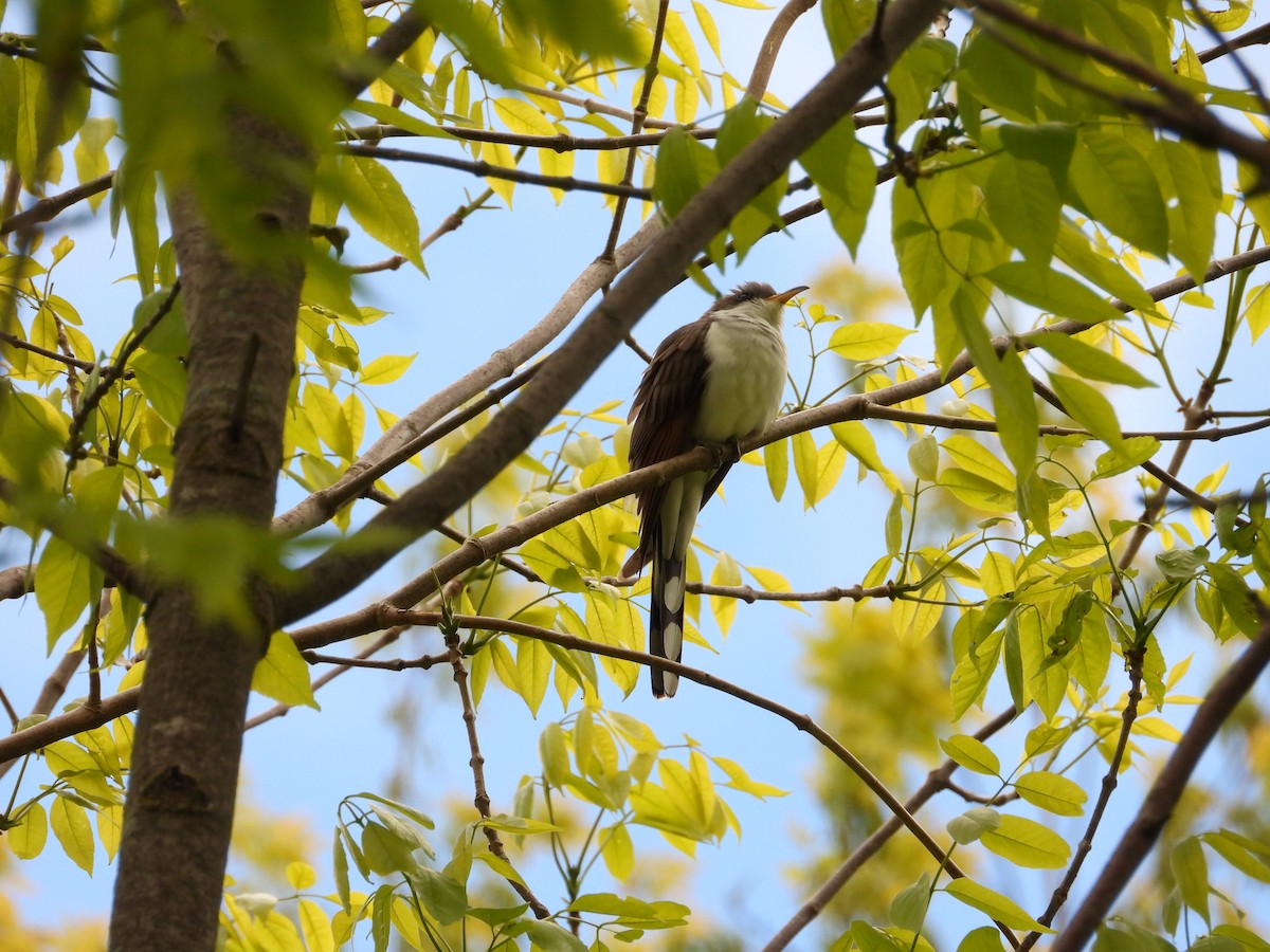 Yellow-billed Cuckoo - ML636359326