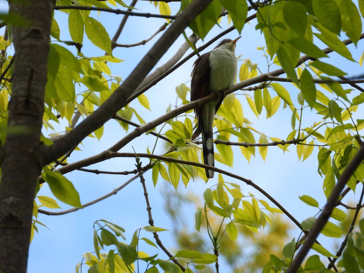 Yellow-billed Cuckoo - ML636359327