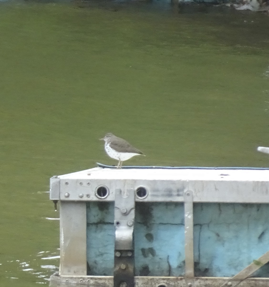 Spotted Sandpiper - ML636359342